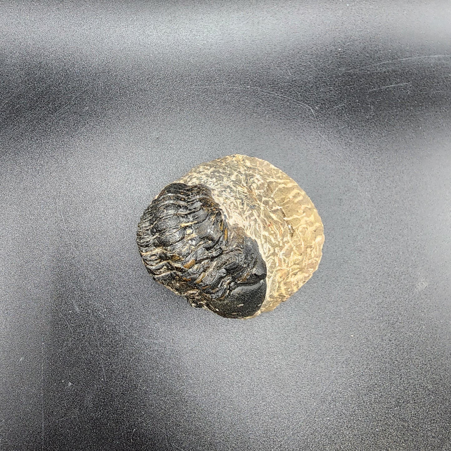 Crotalocephalina Trilobite