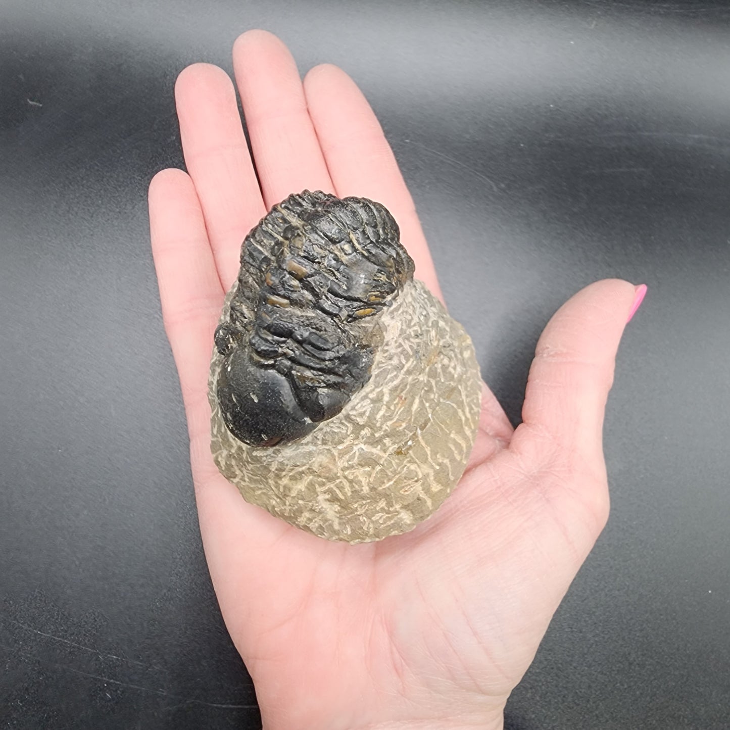 Crotalocephalina Trilobite