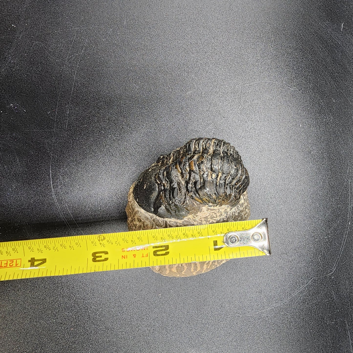Crotalocephalina Trilobite