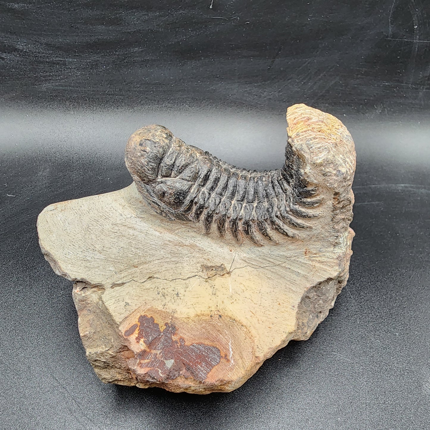 Crotalocephalina Trilobite