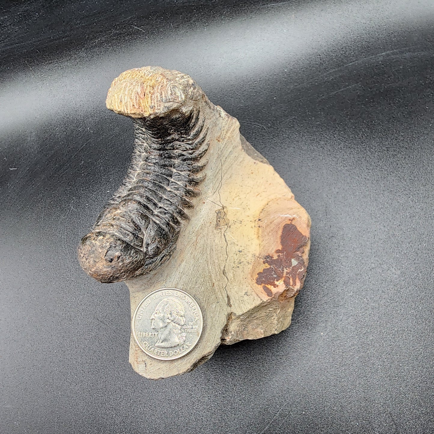 Crotalocephalina Trilobite