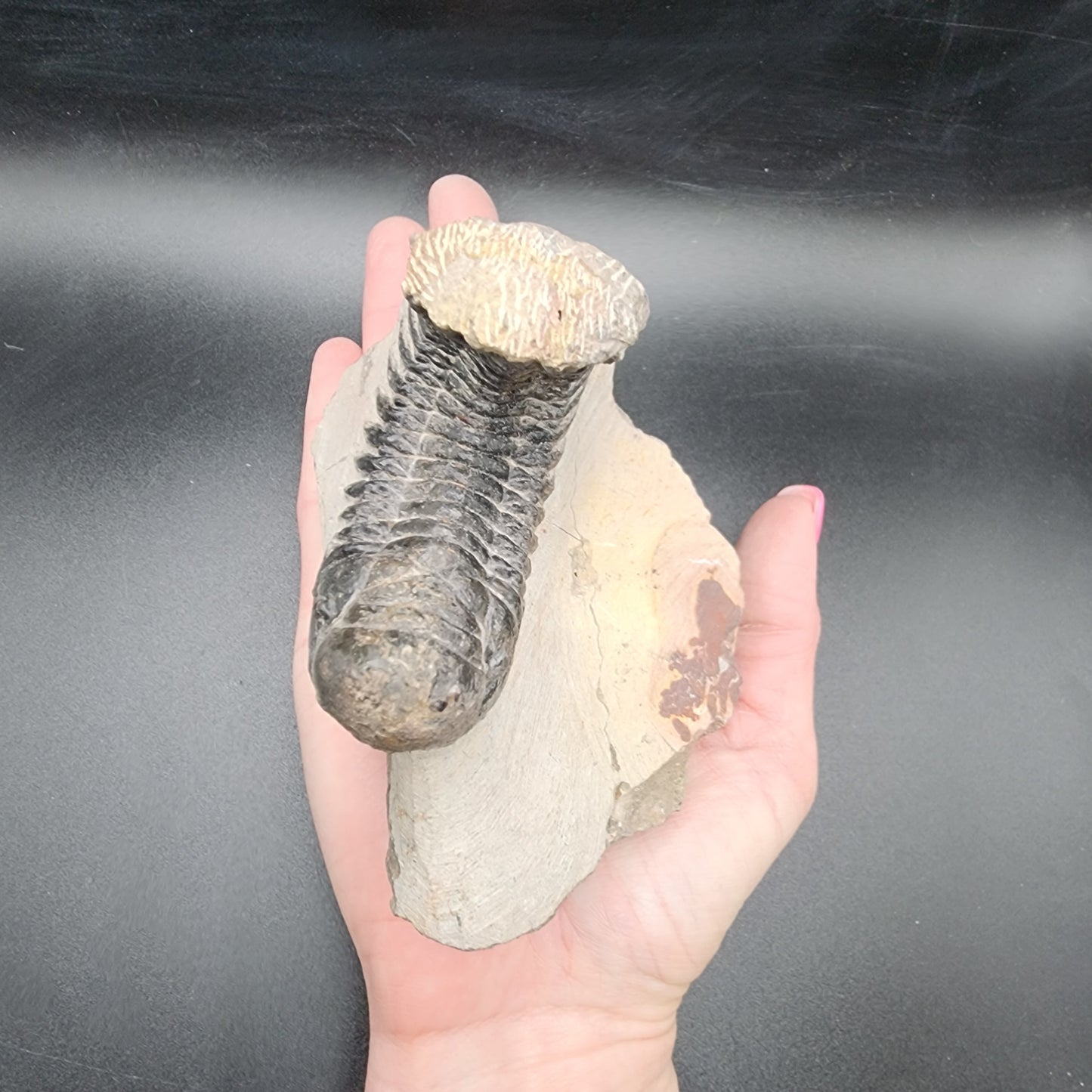 Crotalocephalina Trilobite