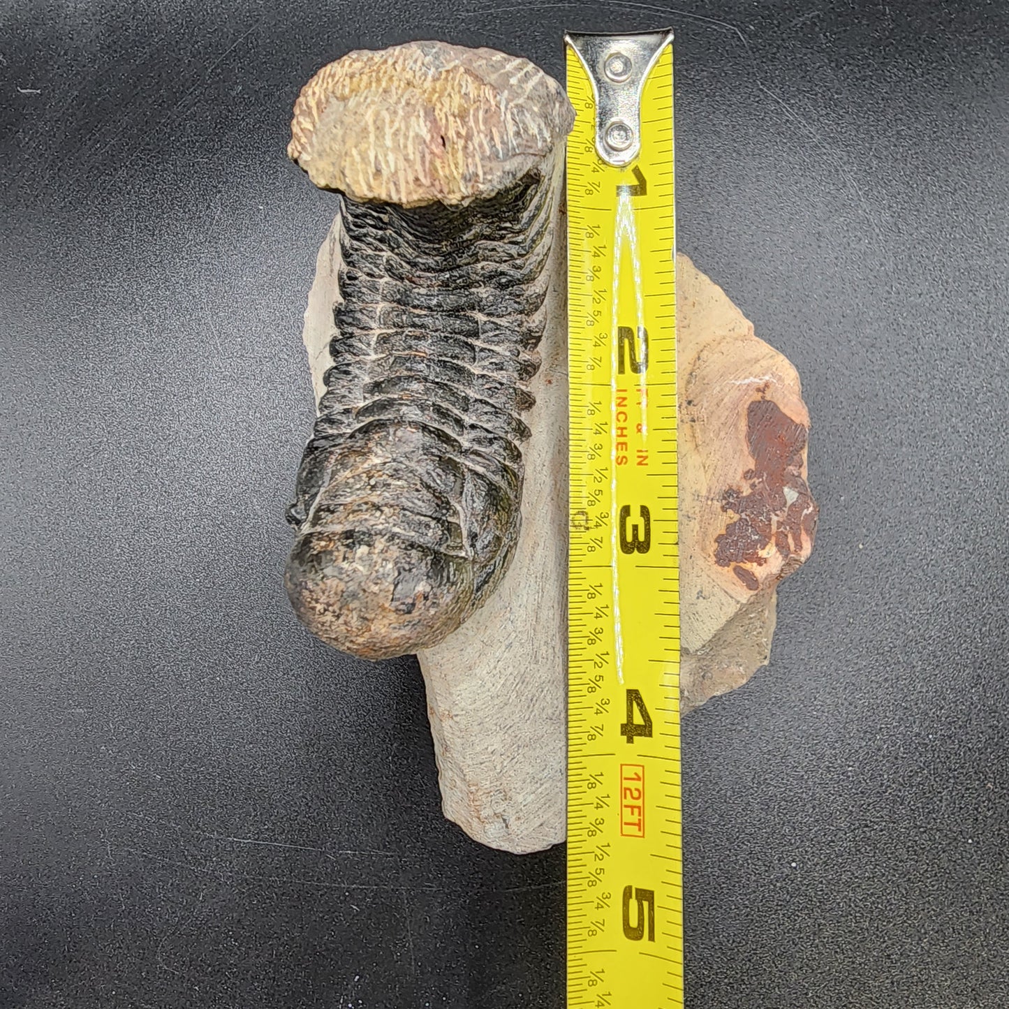 Crotalocephalina Trilobite