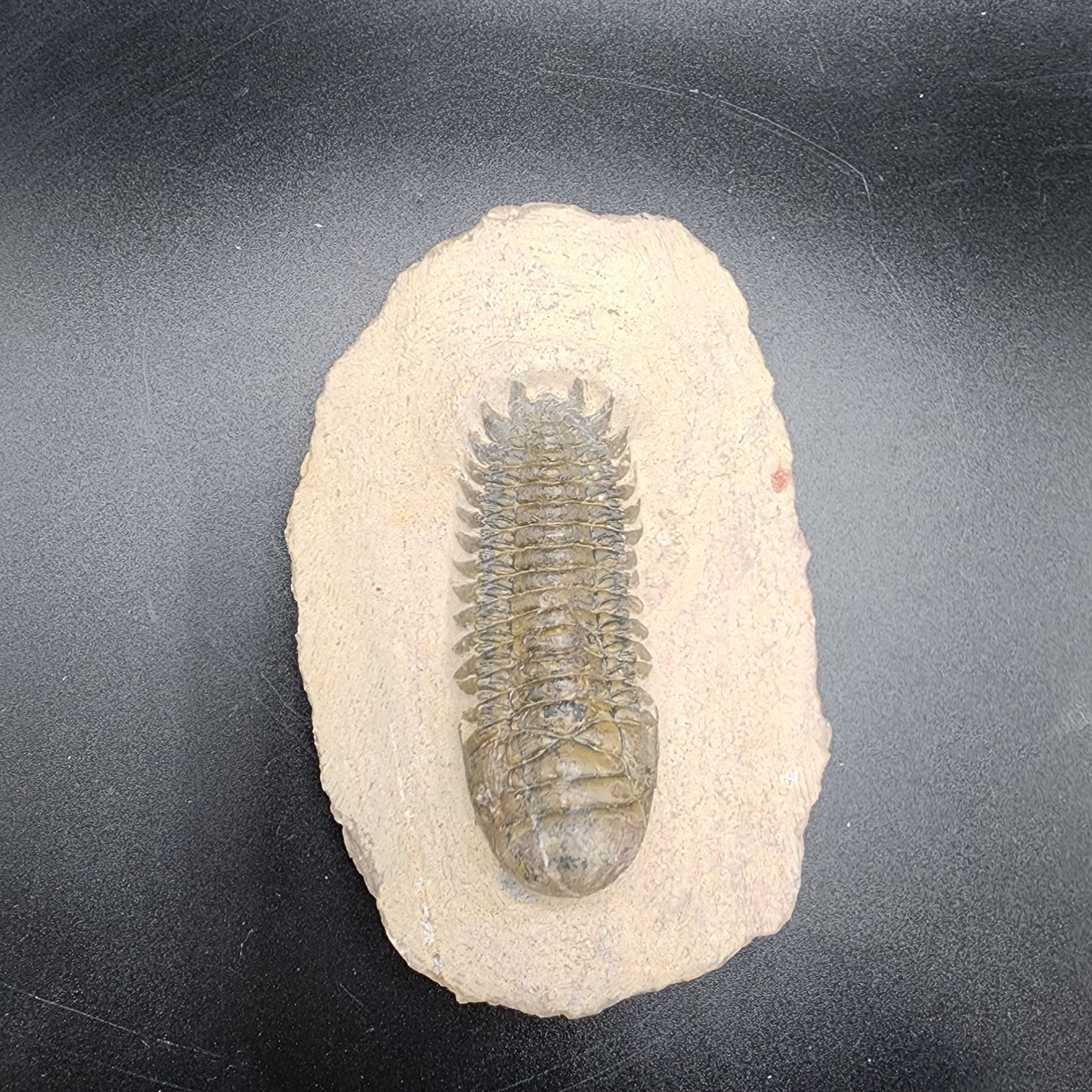 Trilobite 2.5"