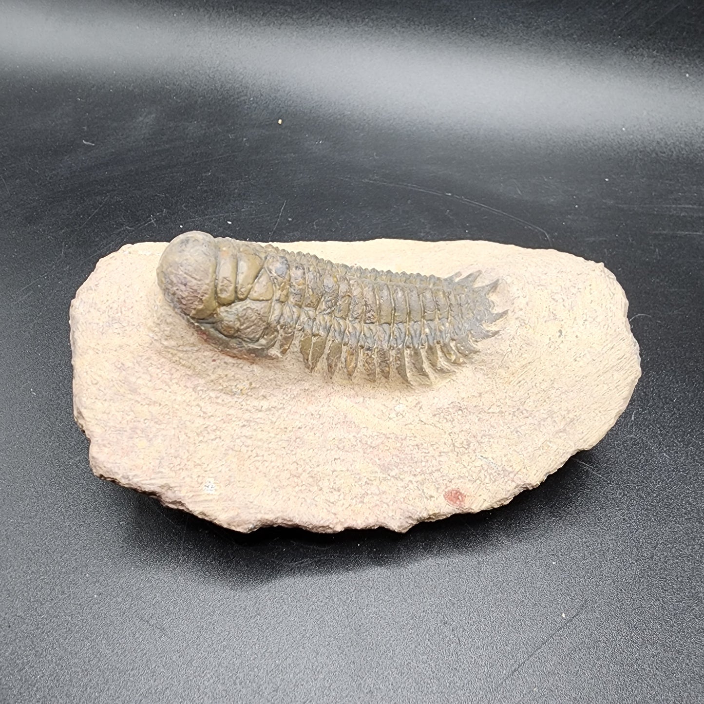 Trilobite 2.5"
