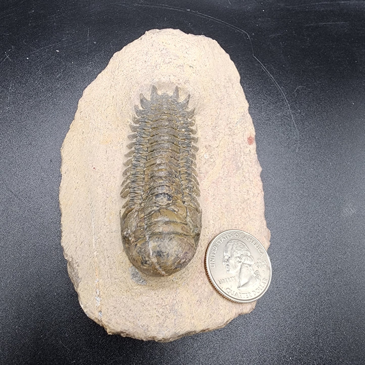 Trilobite 2.5"