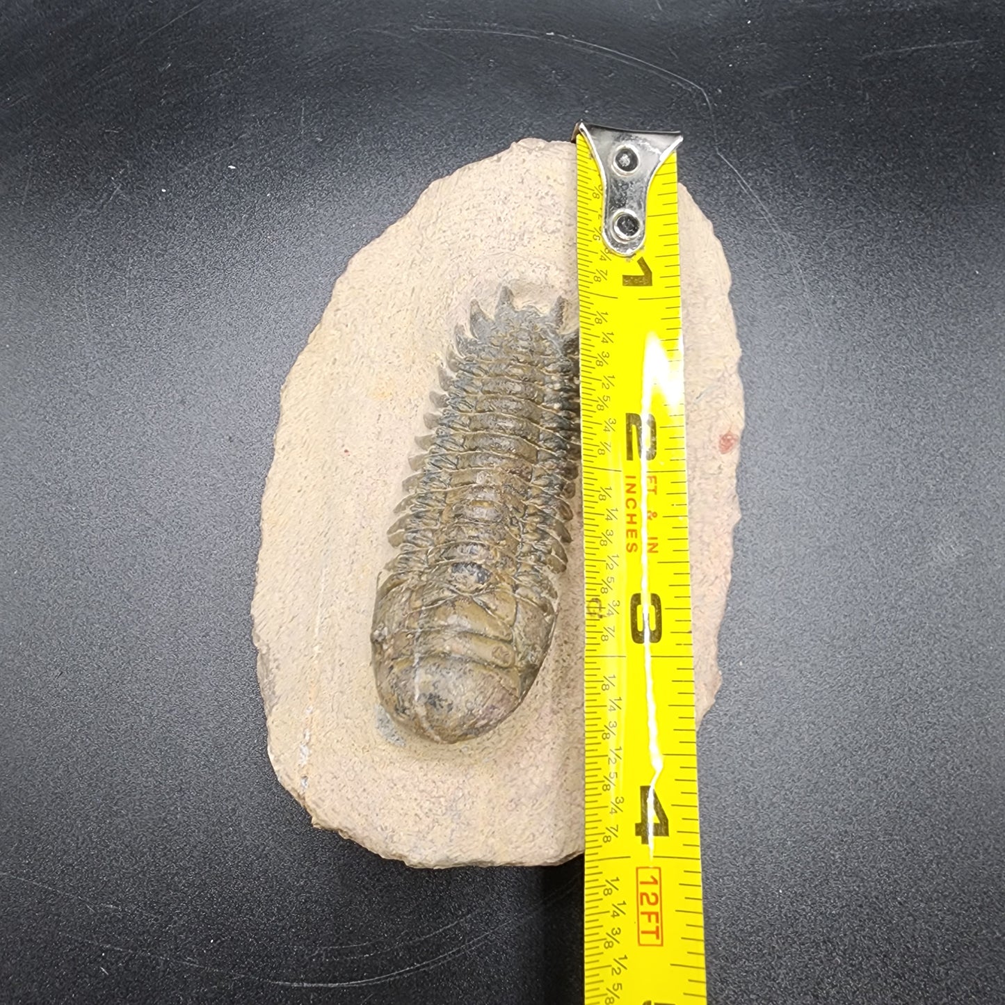 Trilobite 2.5"