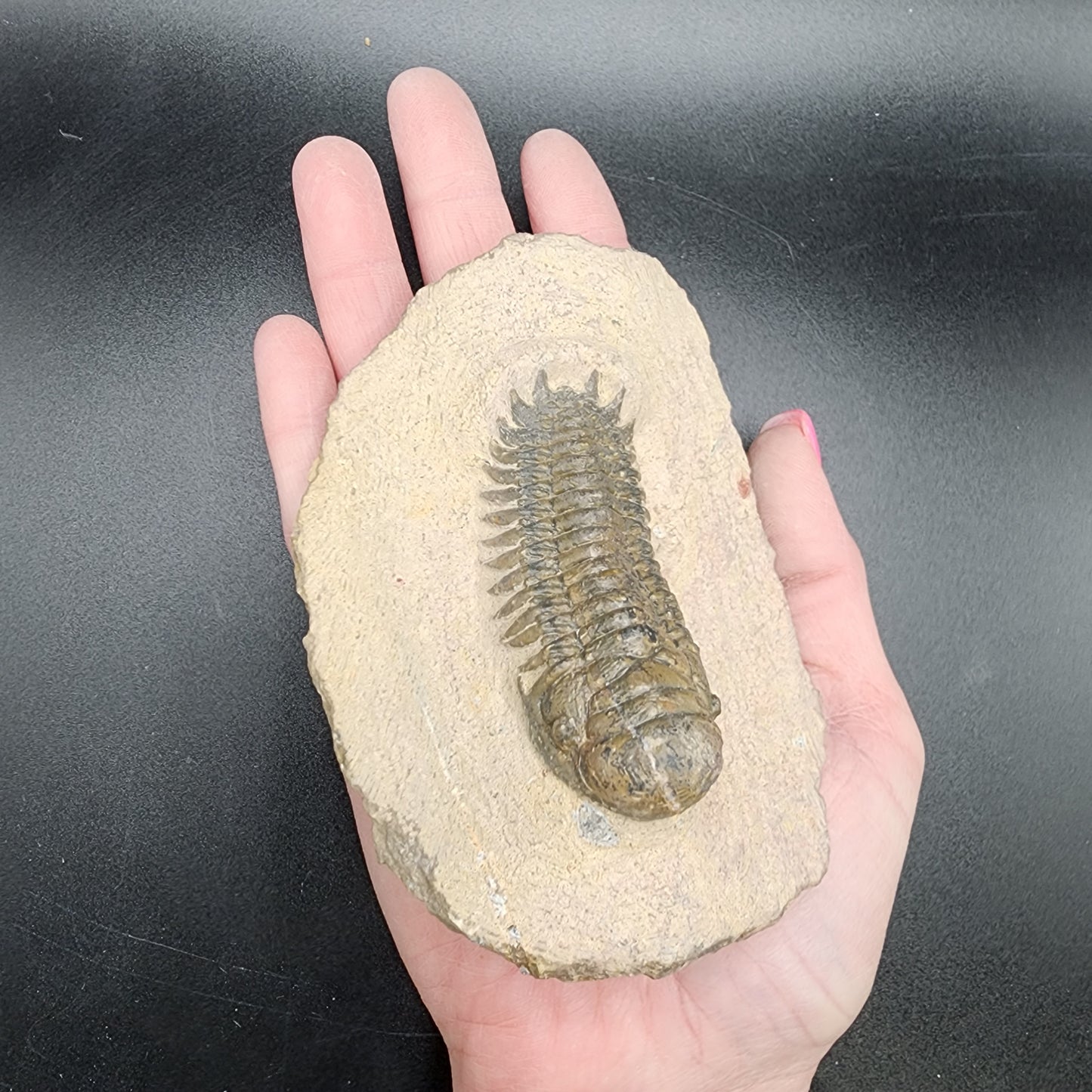 Trilobite 2.5"