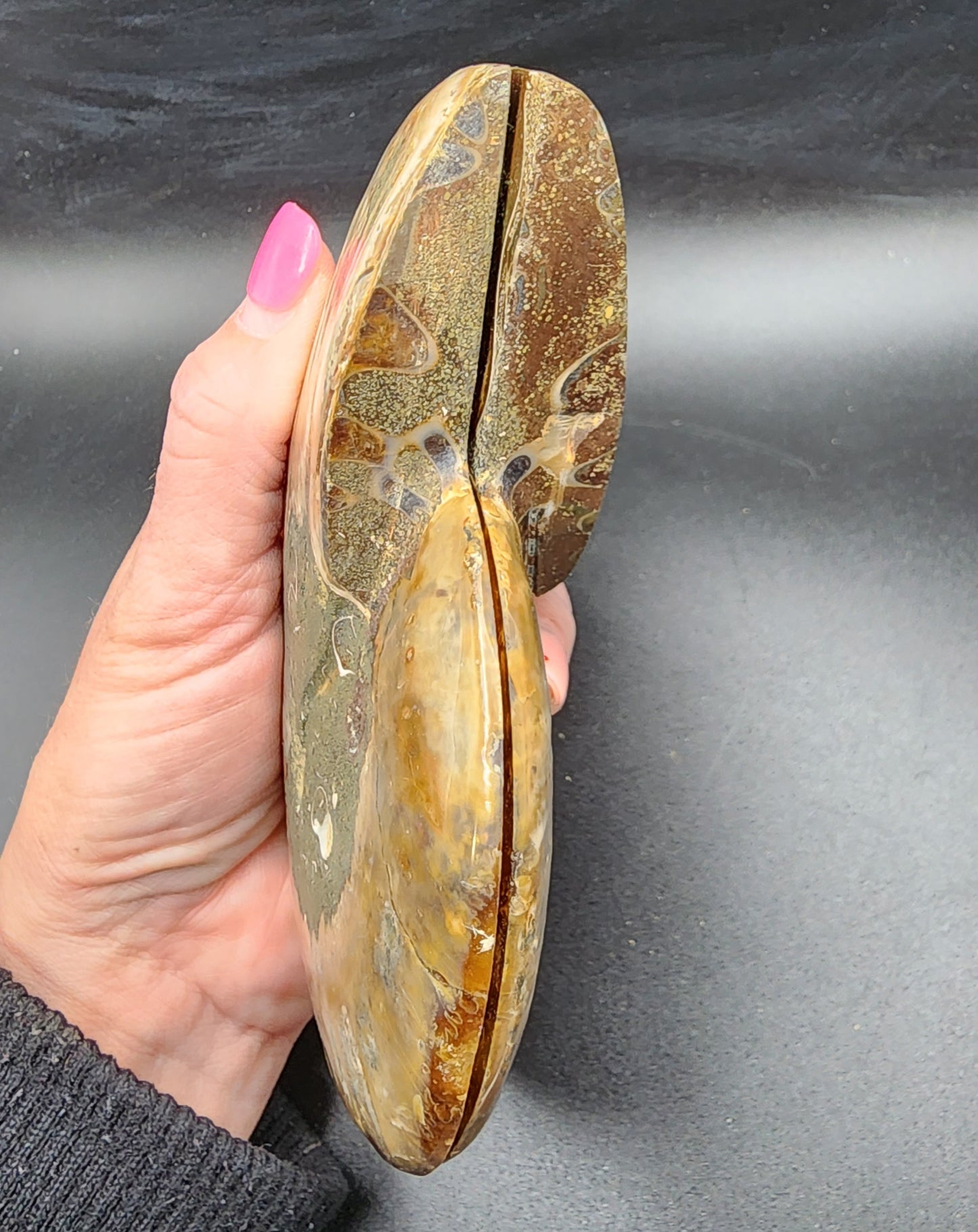 Pleasingly Polished Split Ammonite