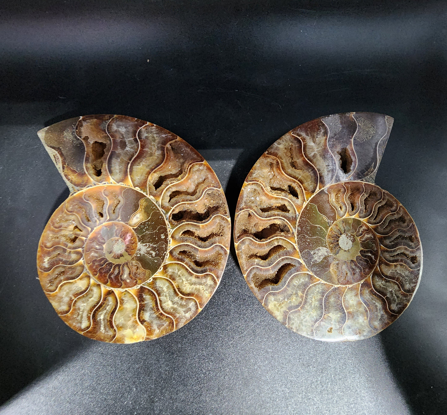 Pleasingly Polished Split Ammonite
