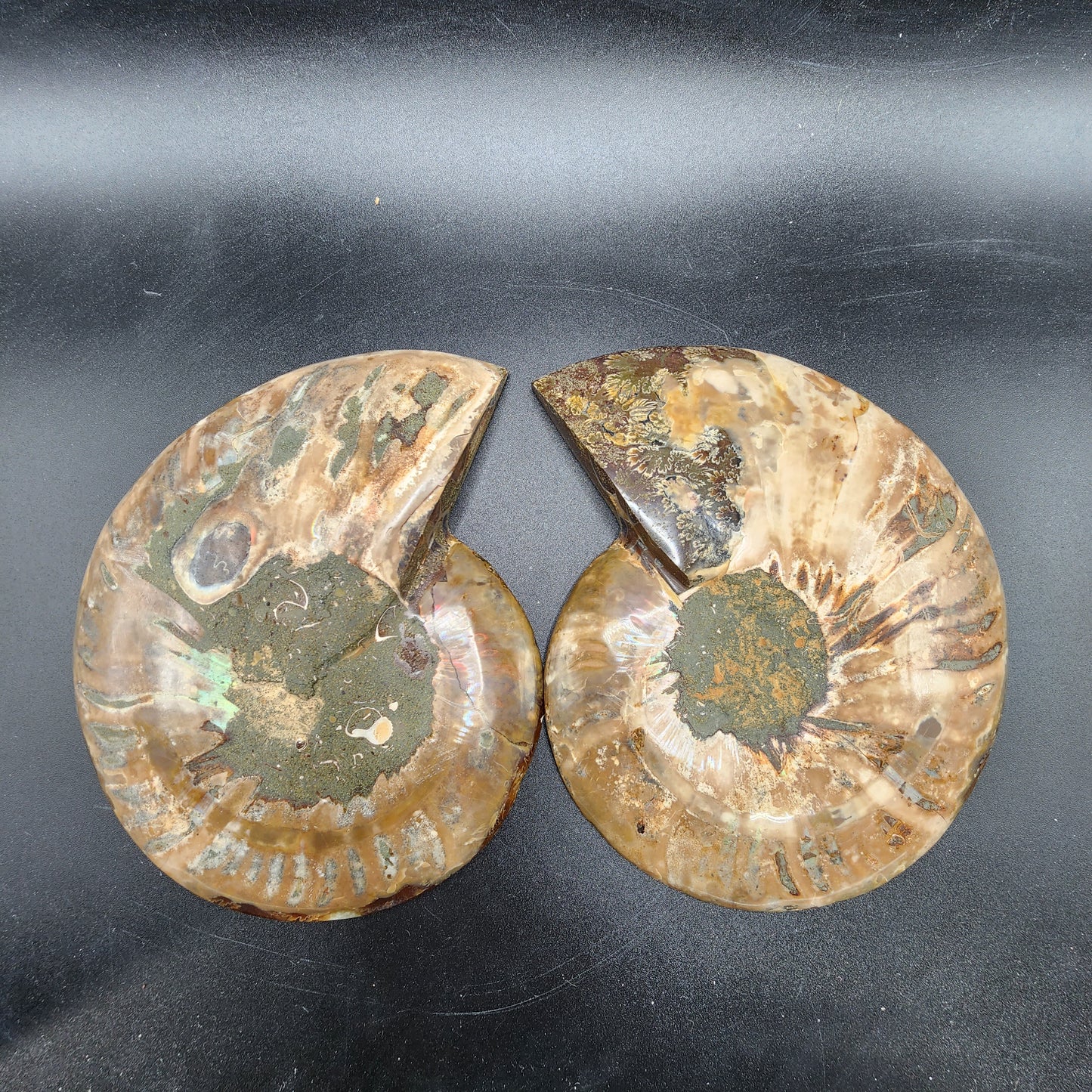 Pleasingly Polished Split Ammonite