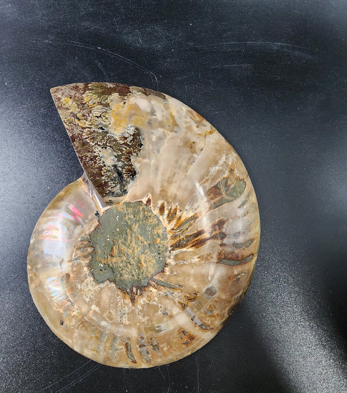 Pleasingly Polished Split Ammonite