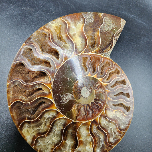 Pleasingly Polished Split Ammonite