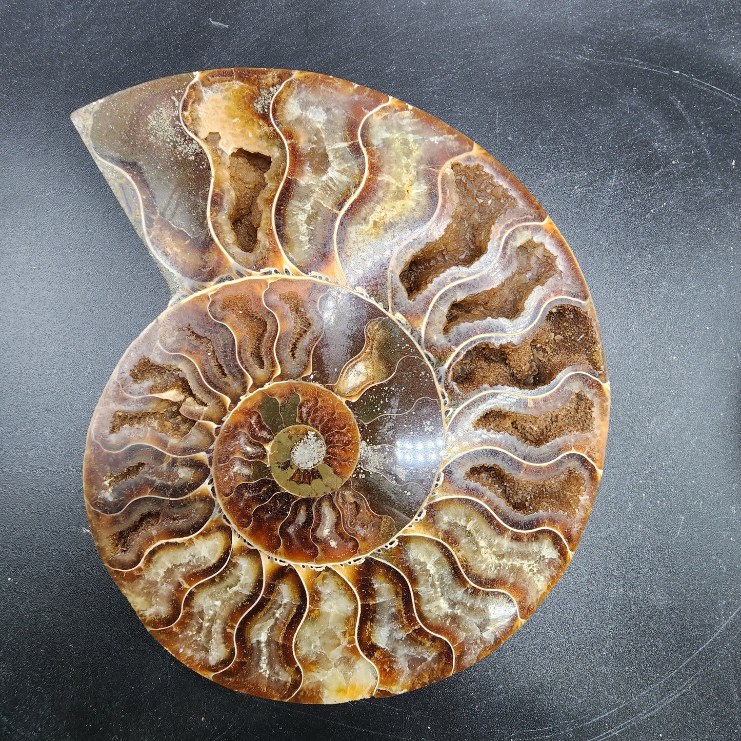 Pleasingly Polished Split Ammonite