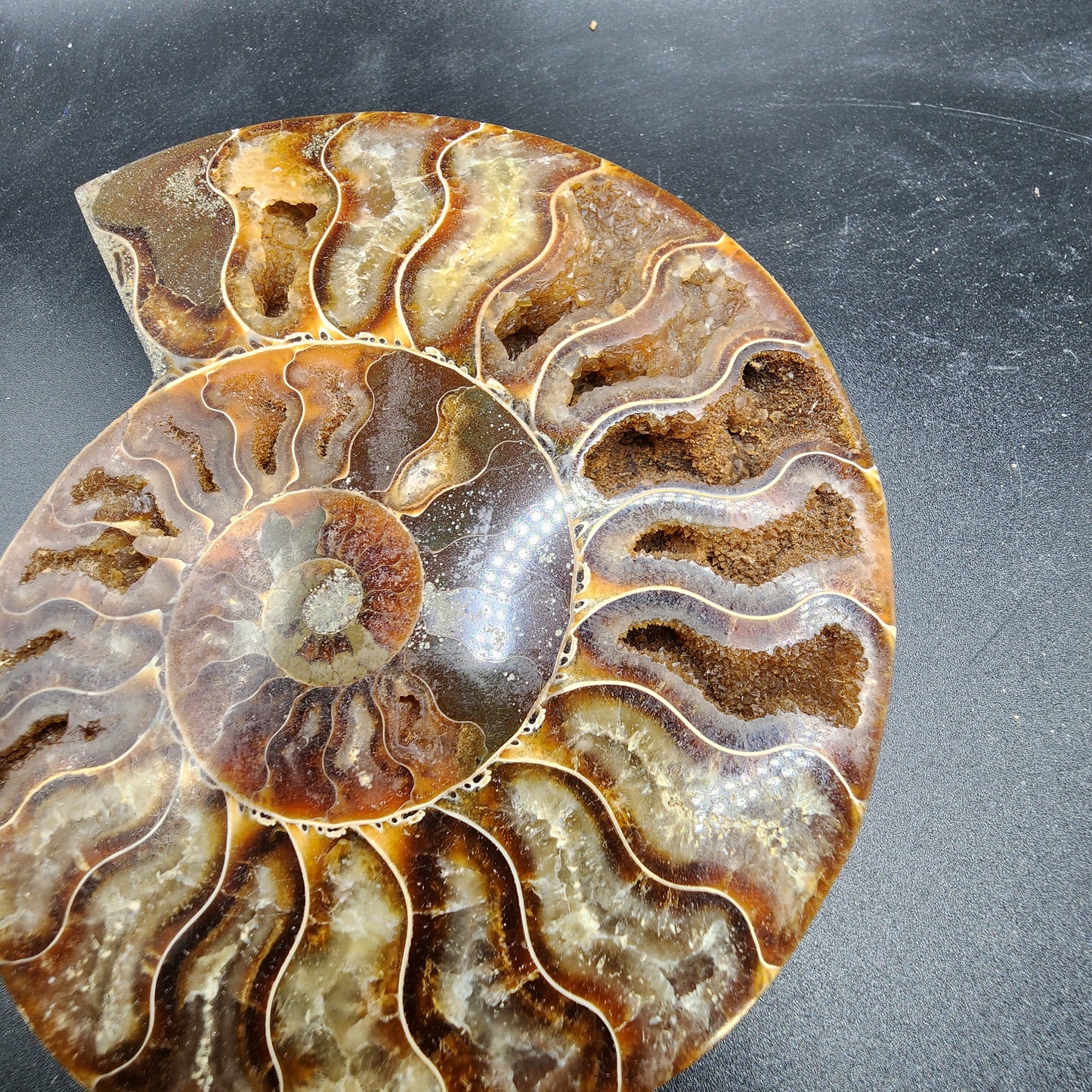 Pleasingly Polished Split Ammonite