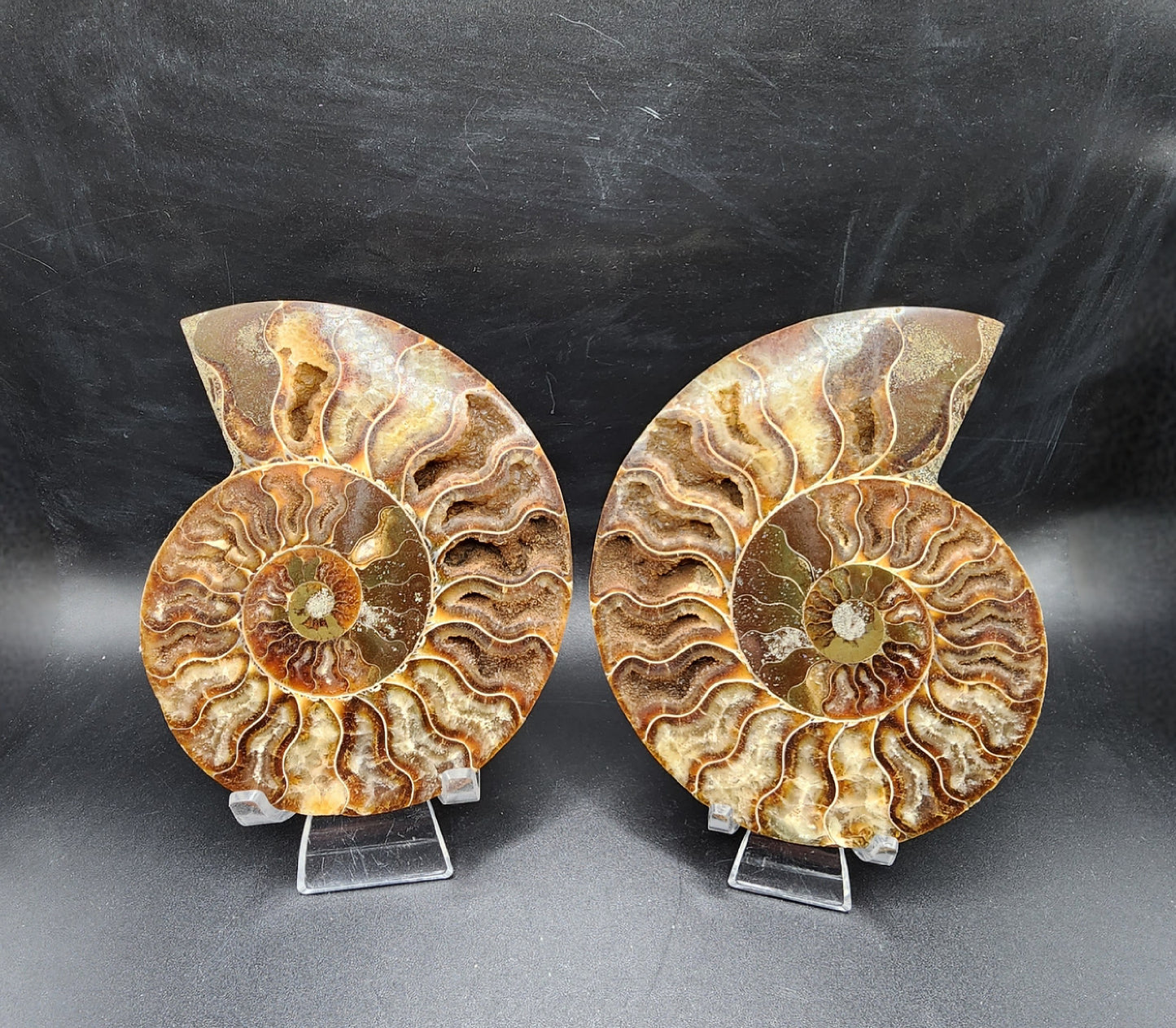 Pleasingly Polished Split Ammonite