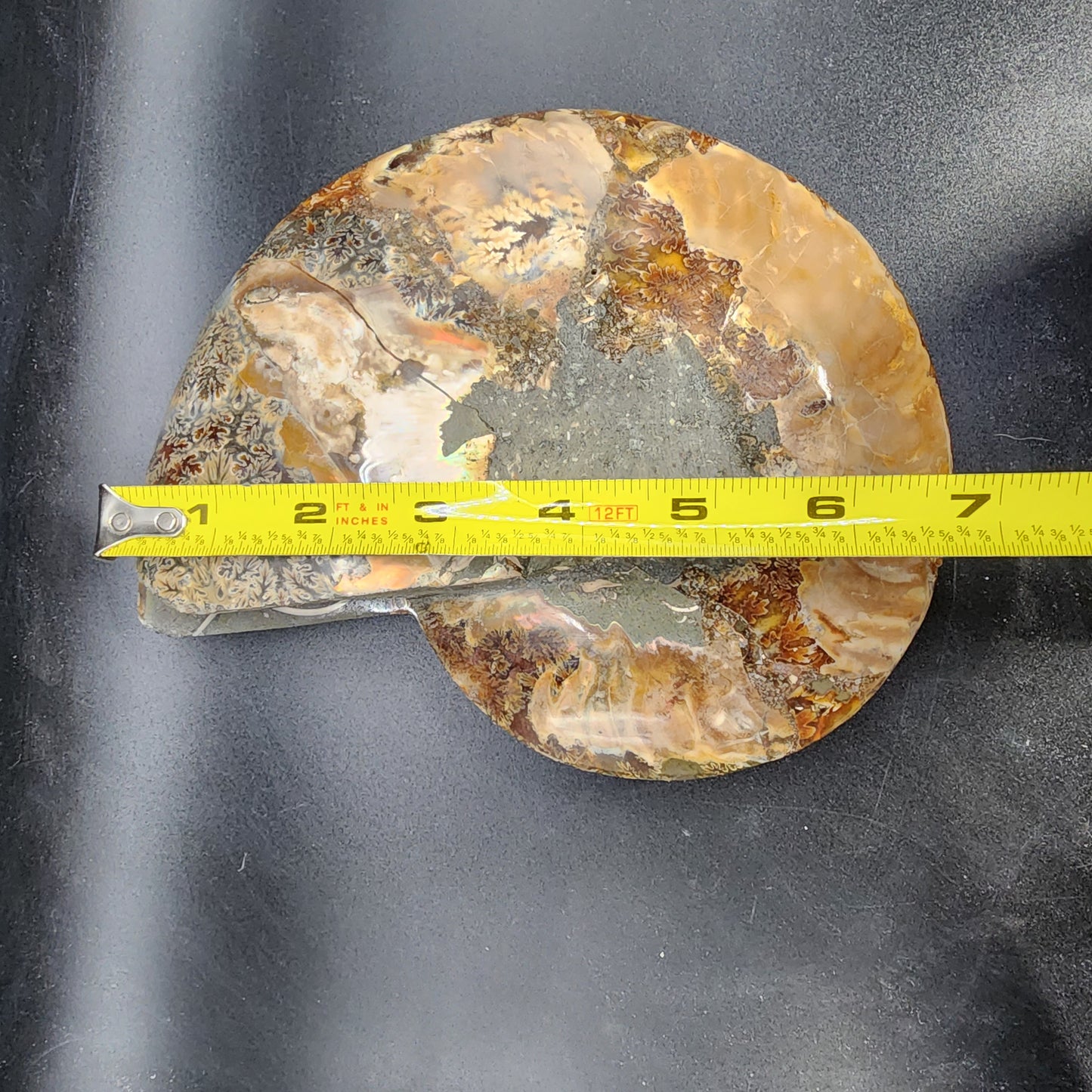 Pleasingly Polished Split Ammonite