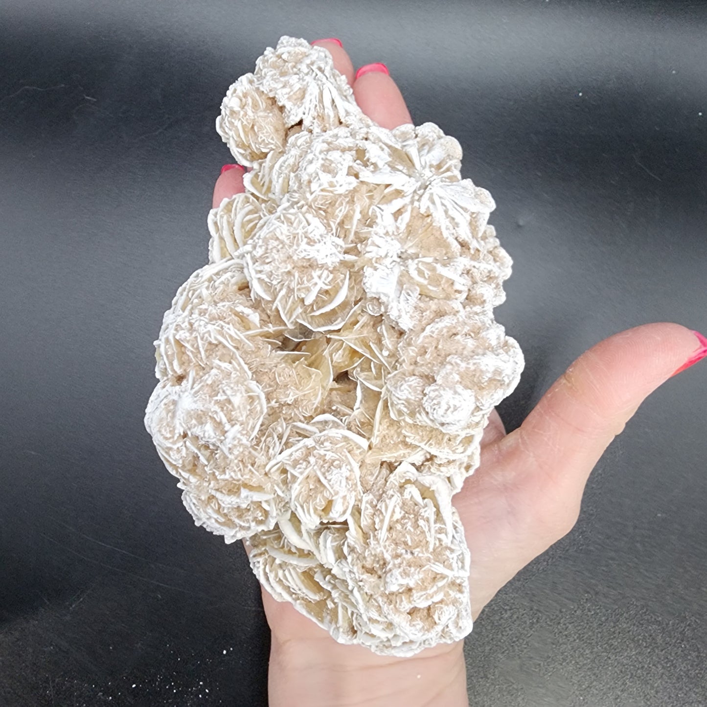 Ravishing Desert Rose