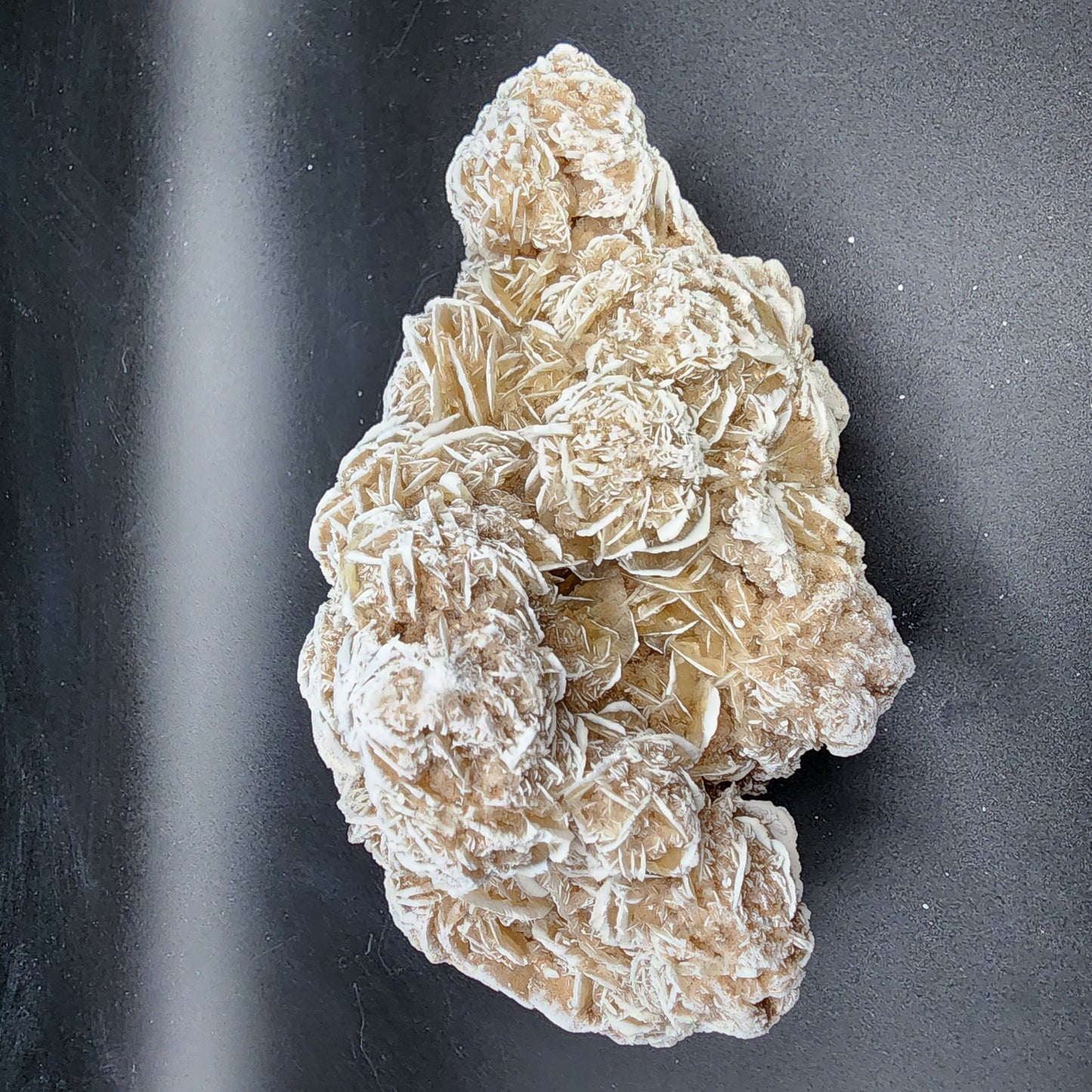 Ravishing Desert Rose