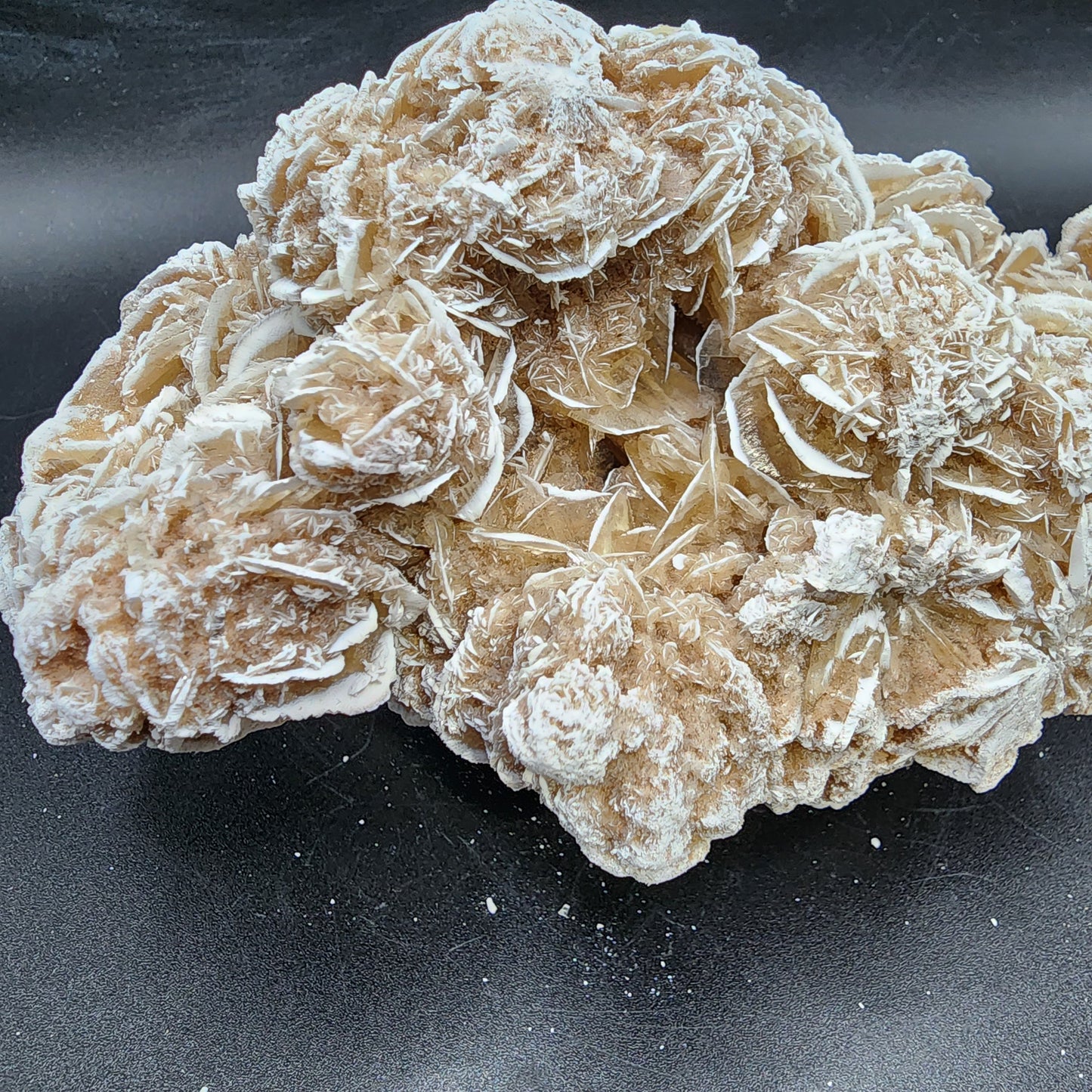 Ravishing Desert Rose