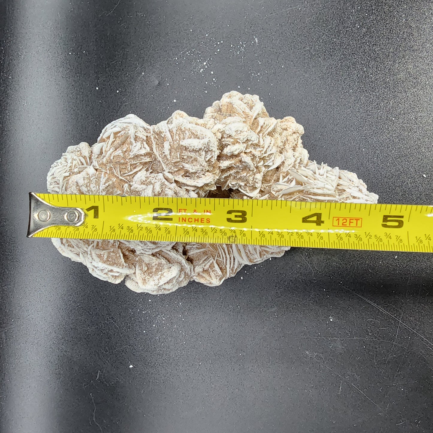 Ravishing Desert Rose