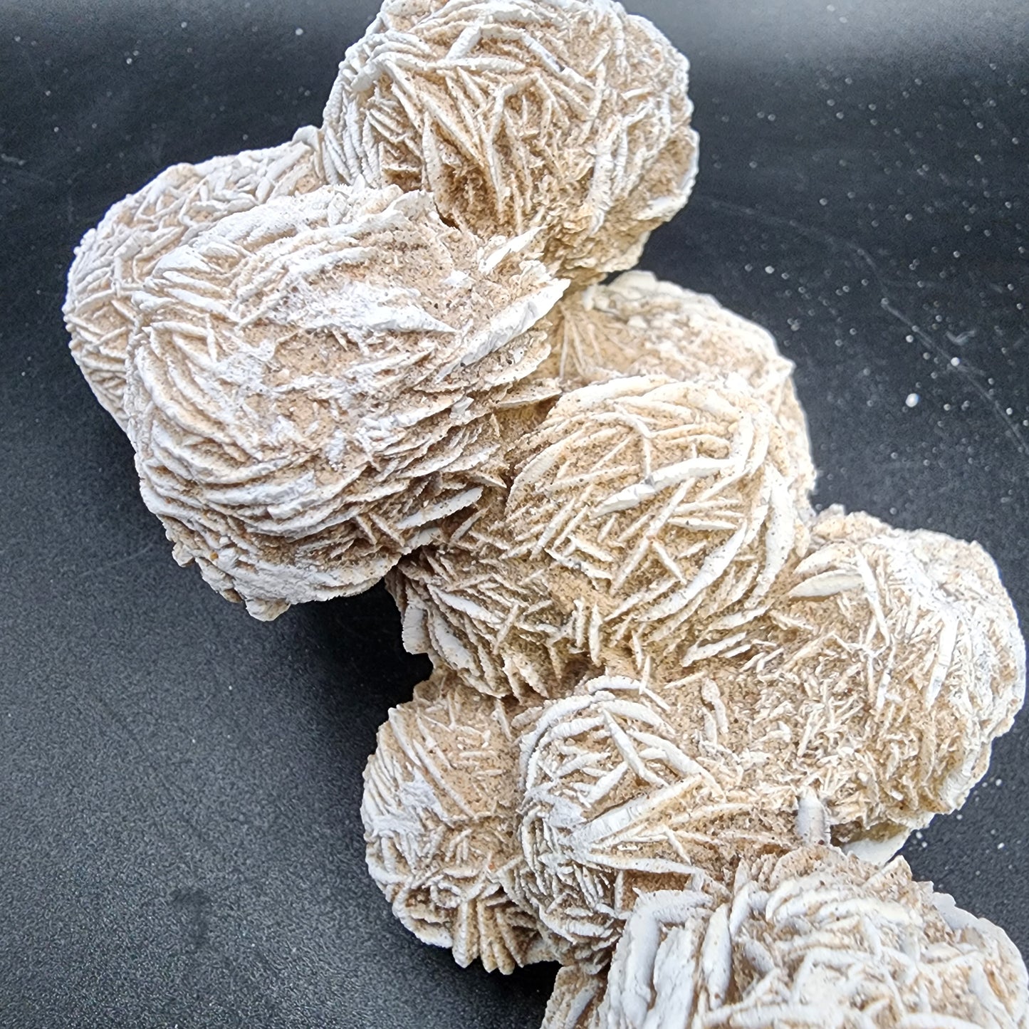 Gorgeous Desert Rose