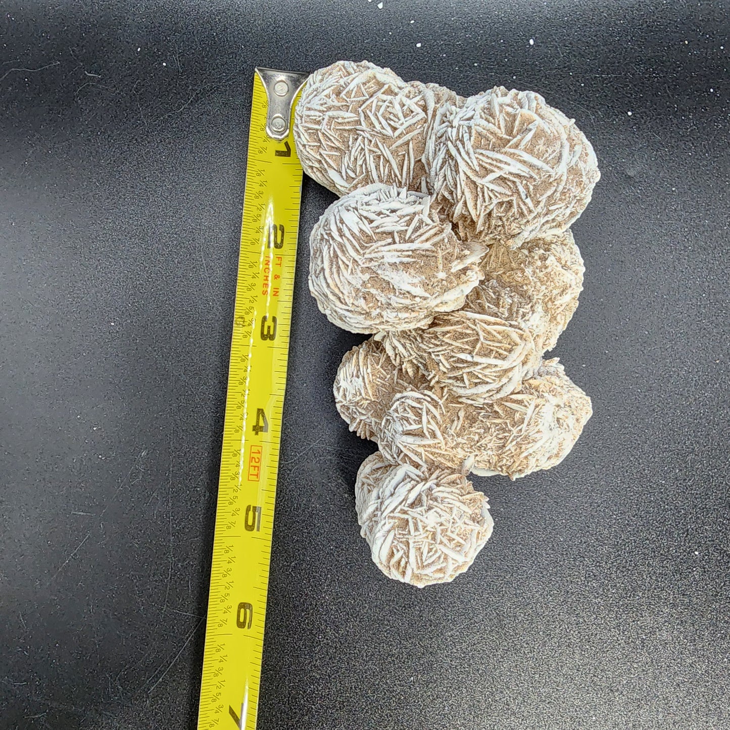 Gorgeous Desert Rose