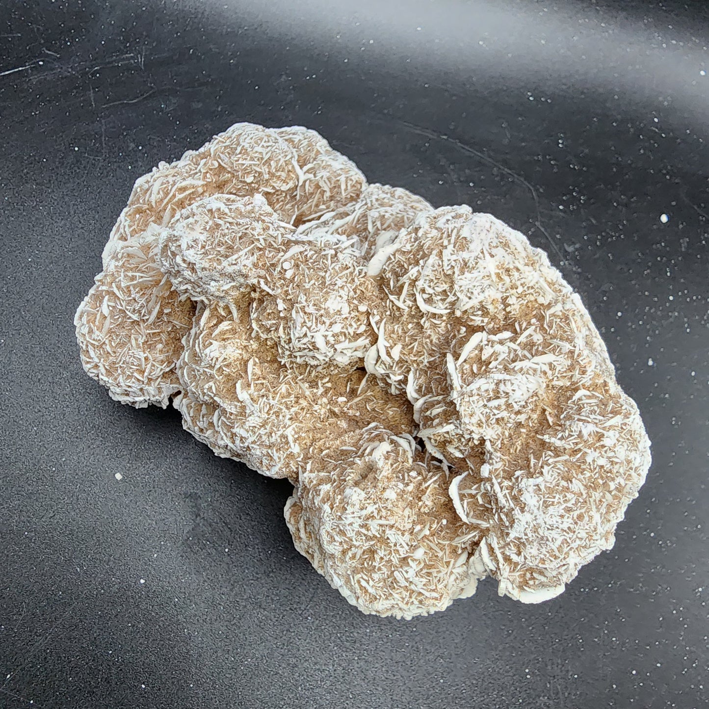Desert Rose