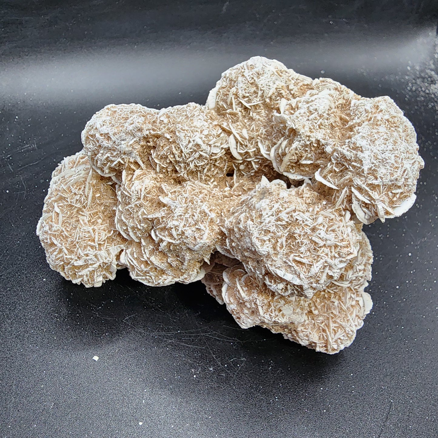Desert Rose