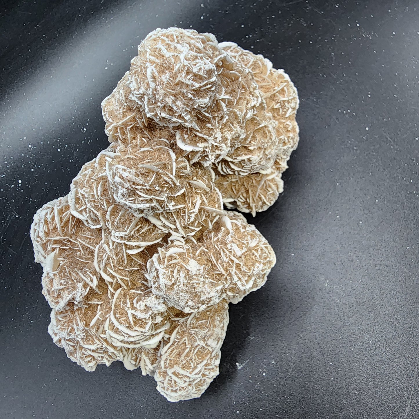 Desert Rose