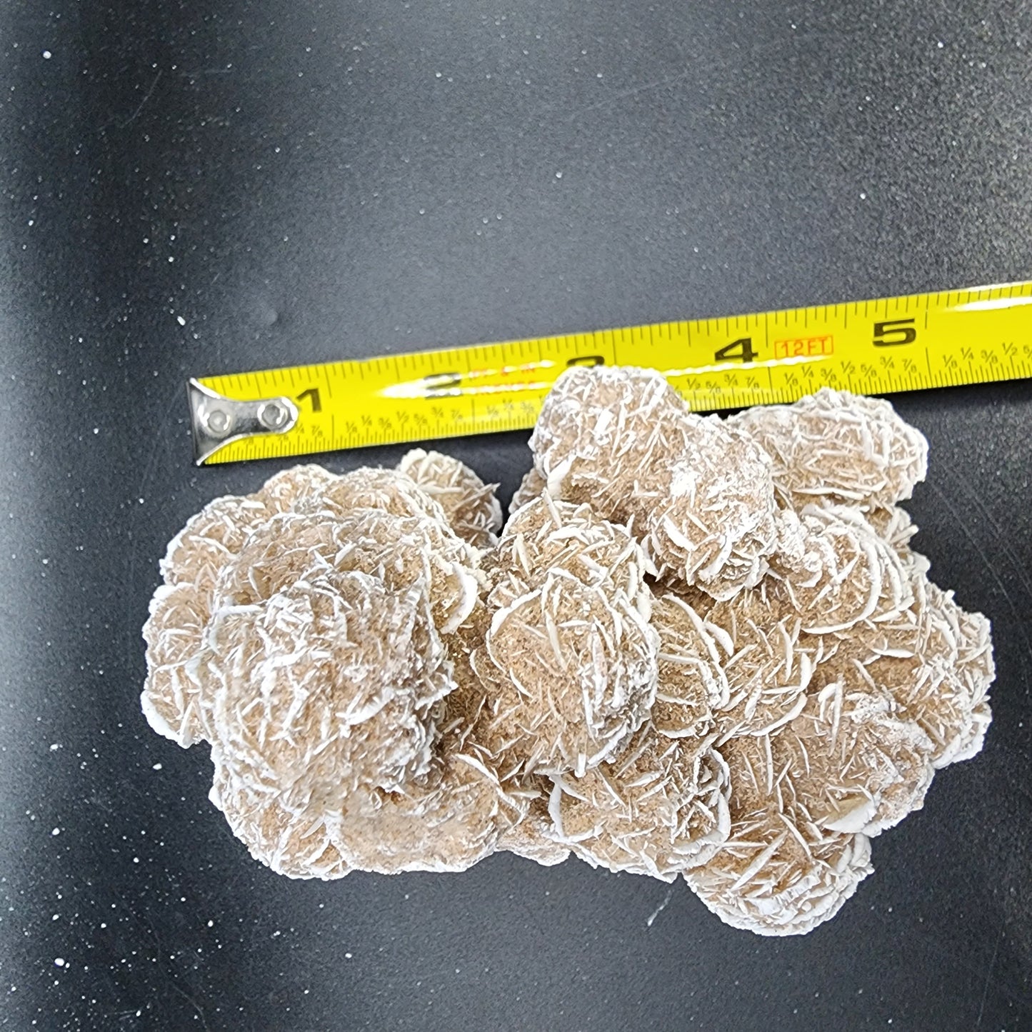 Desert Rose