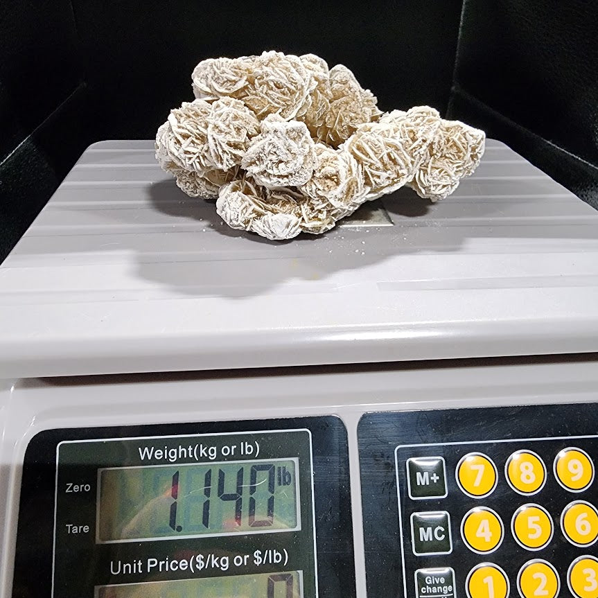 Ravishing Desert Rose