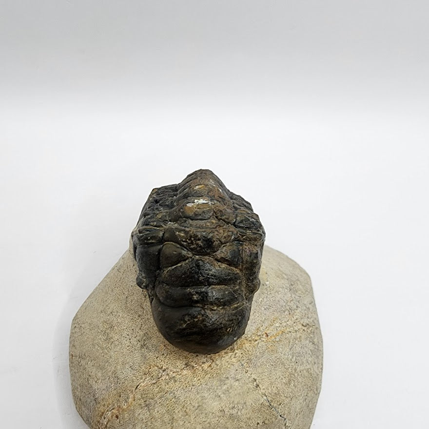 Double Trilobite with 2 species
