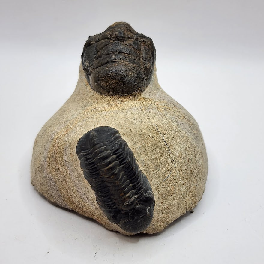 Double Trilobite with 2 species