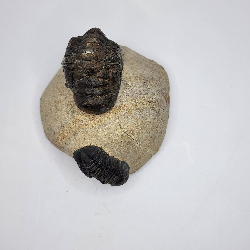 Double Trilobite with 2 species