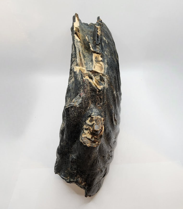 Mammoth Jaw section with Tooth
