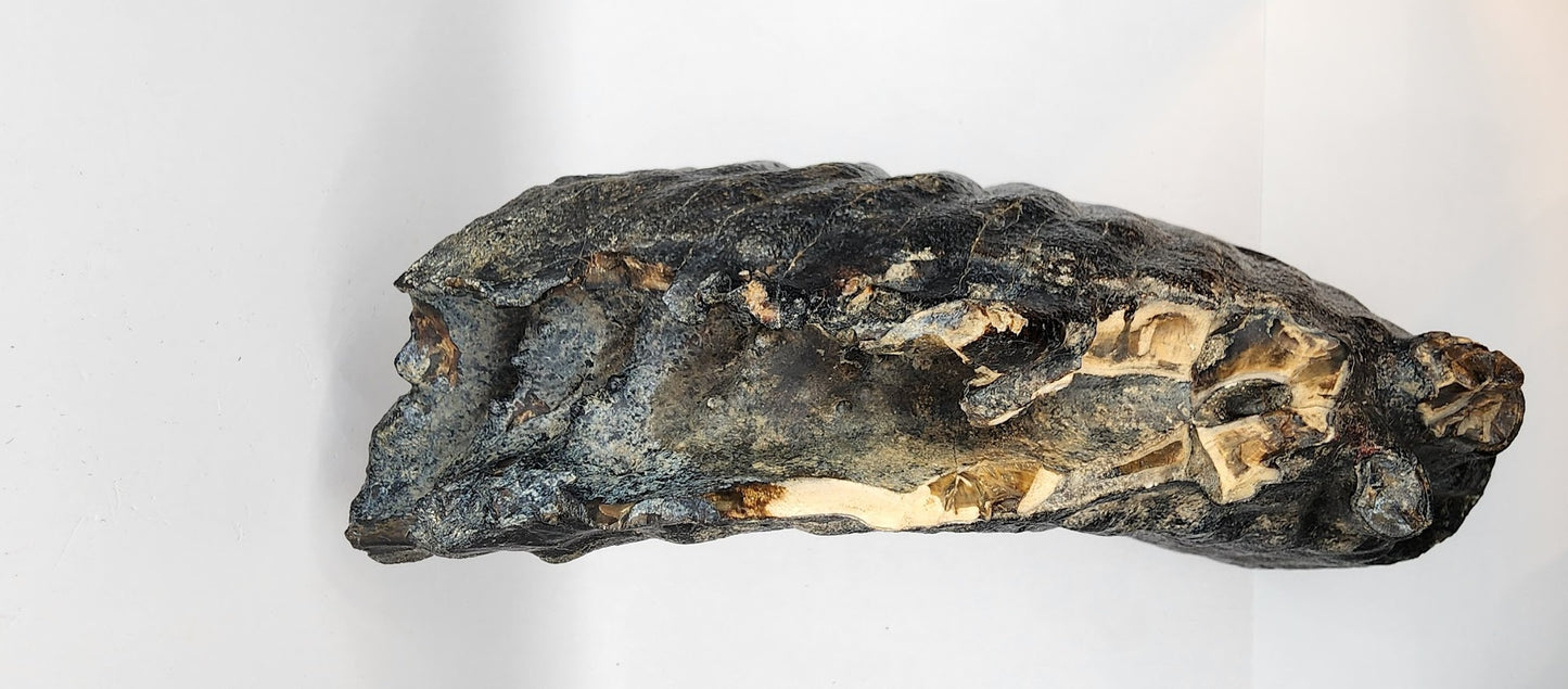 Mammoth Jaw section with Tooth