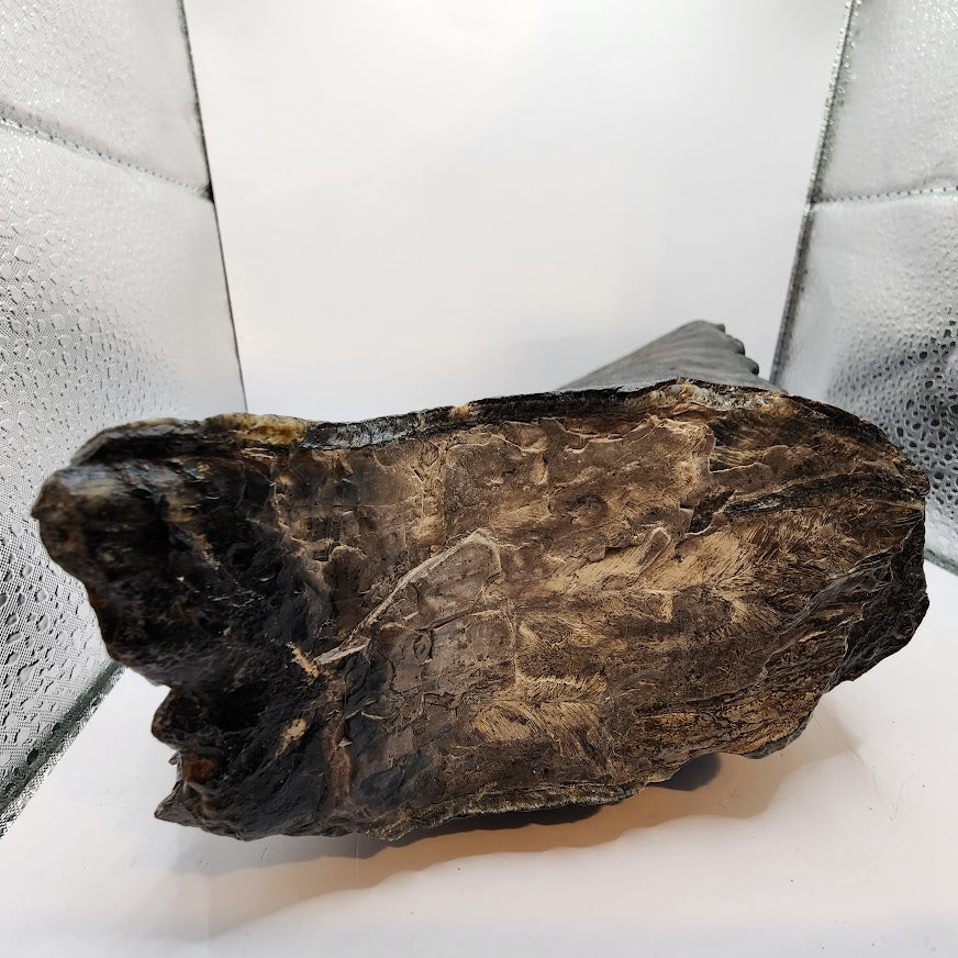 Mammoth Jaw section with Tooth