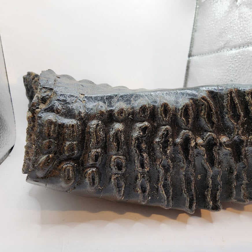 Mammoth Jaw section with Tooth