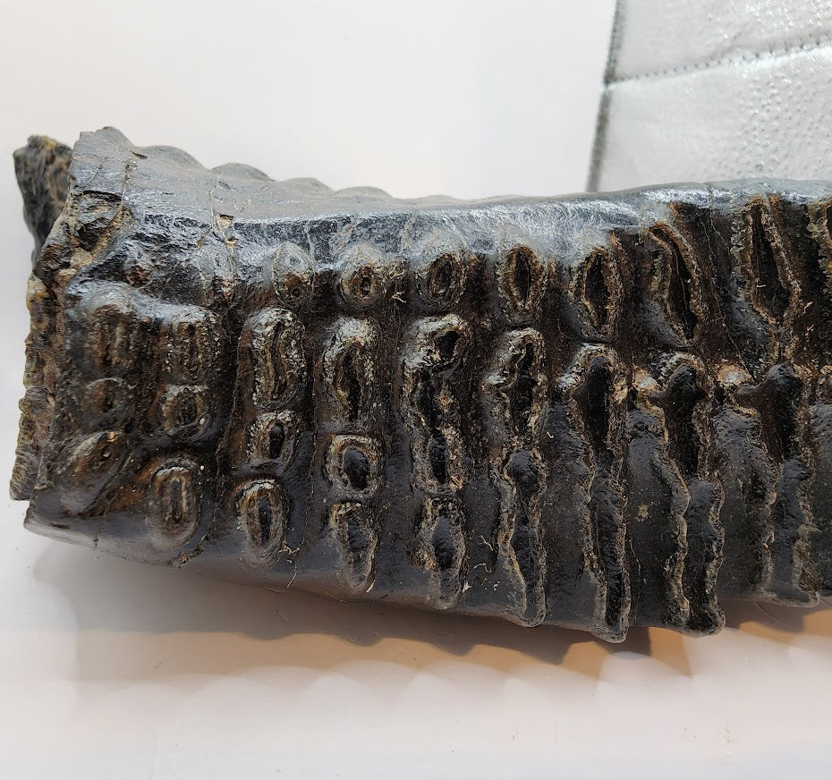 Mammoth Jaw section with Tooth