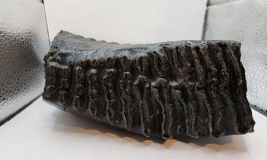 Mammoth Jaw section with Tooth