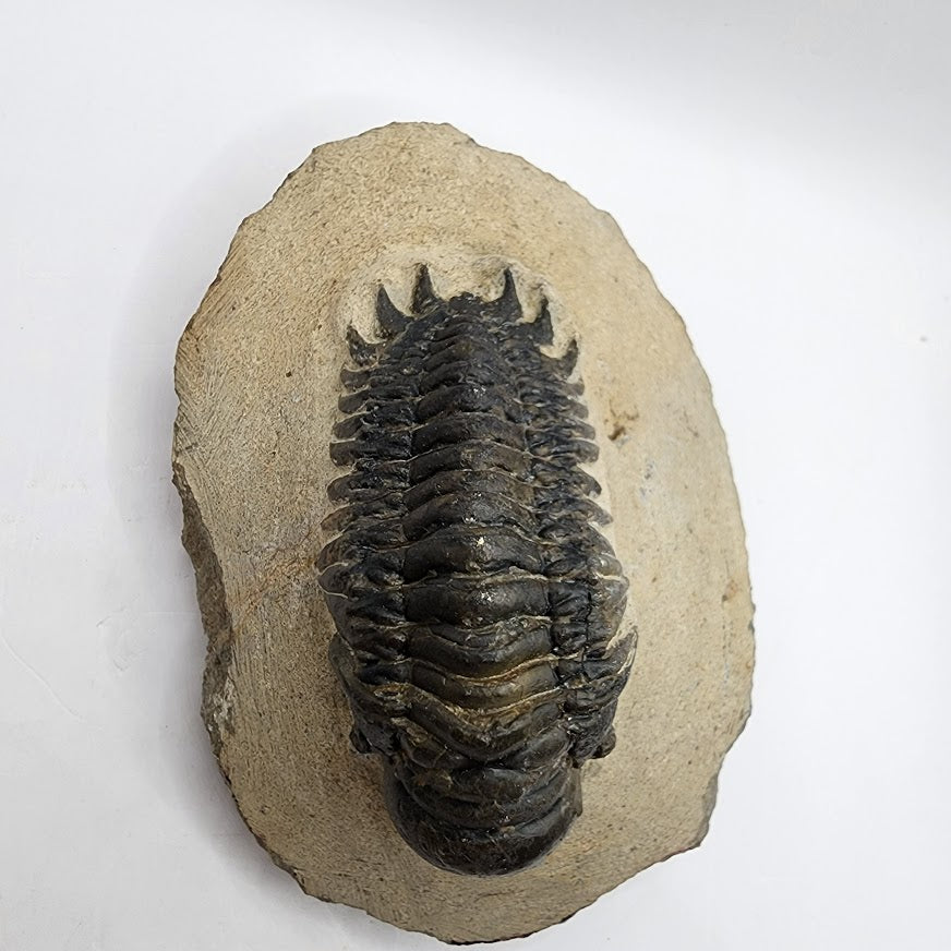 Crotalocephalina Trilobite