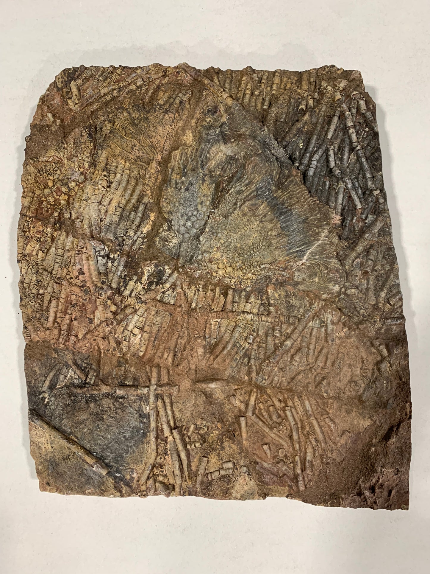 Captivating Crinoid Plate