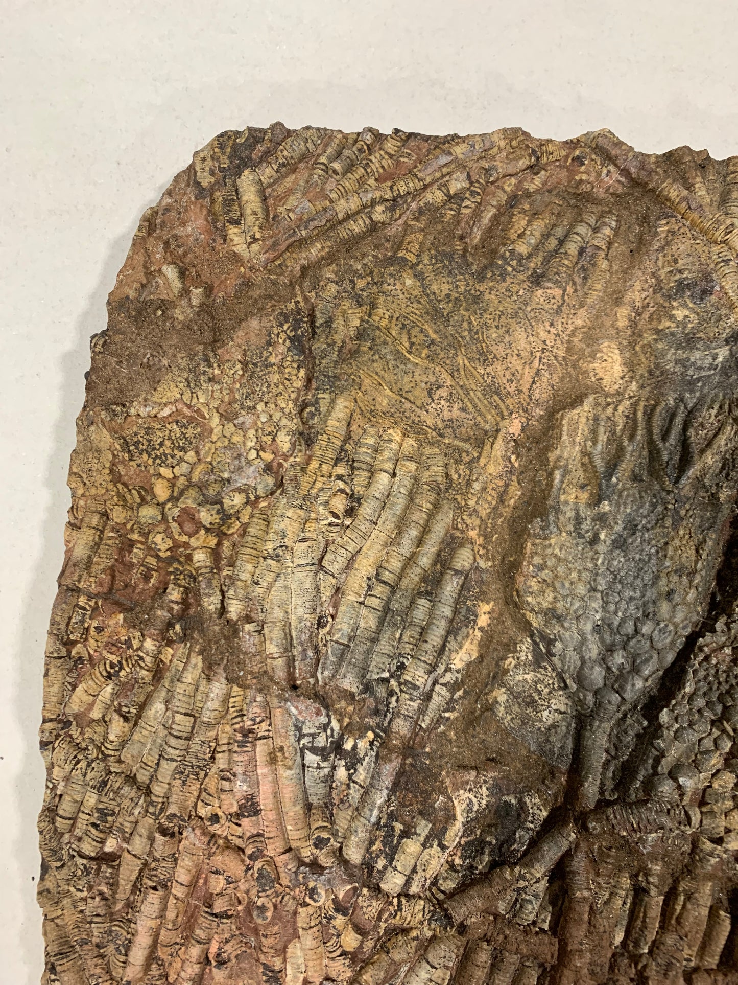 Captivating Crinoid Plate