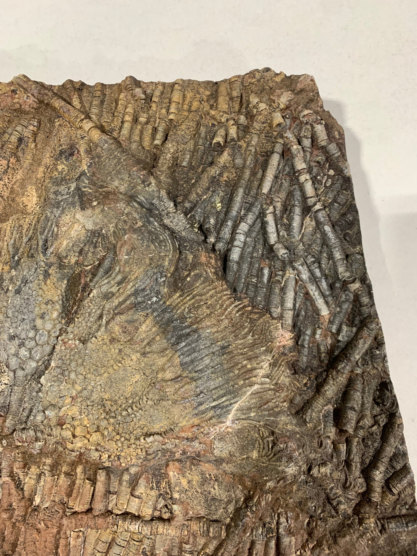 Captivating Crinoid Plate