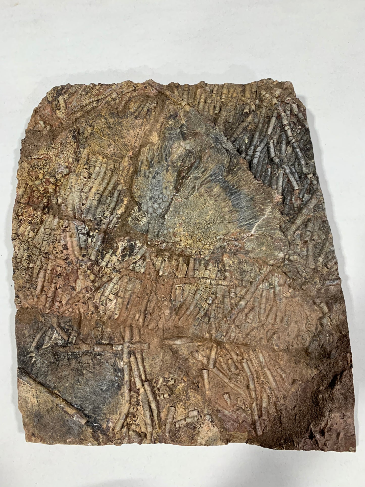 Captivating Crinoid Plate