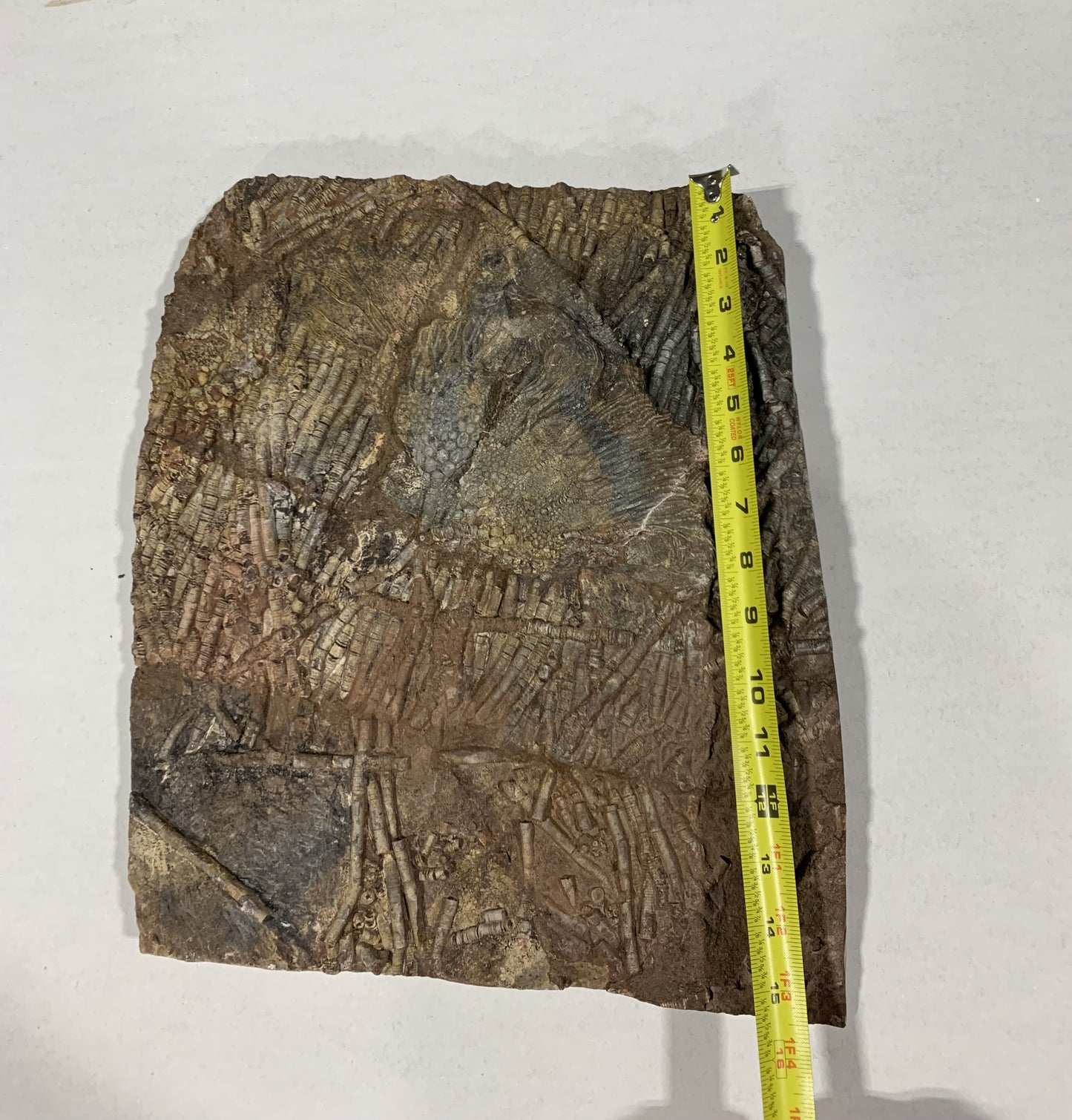 Captivating Crinoid Plate
