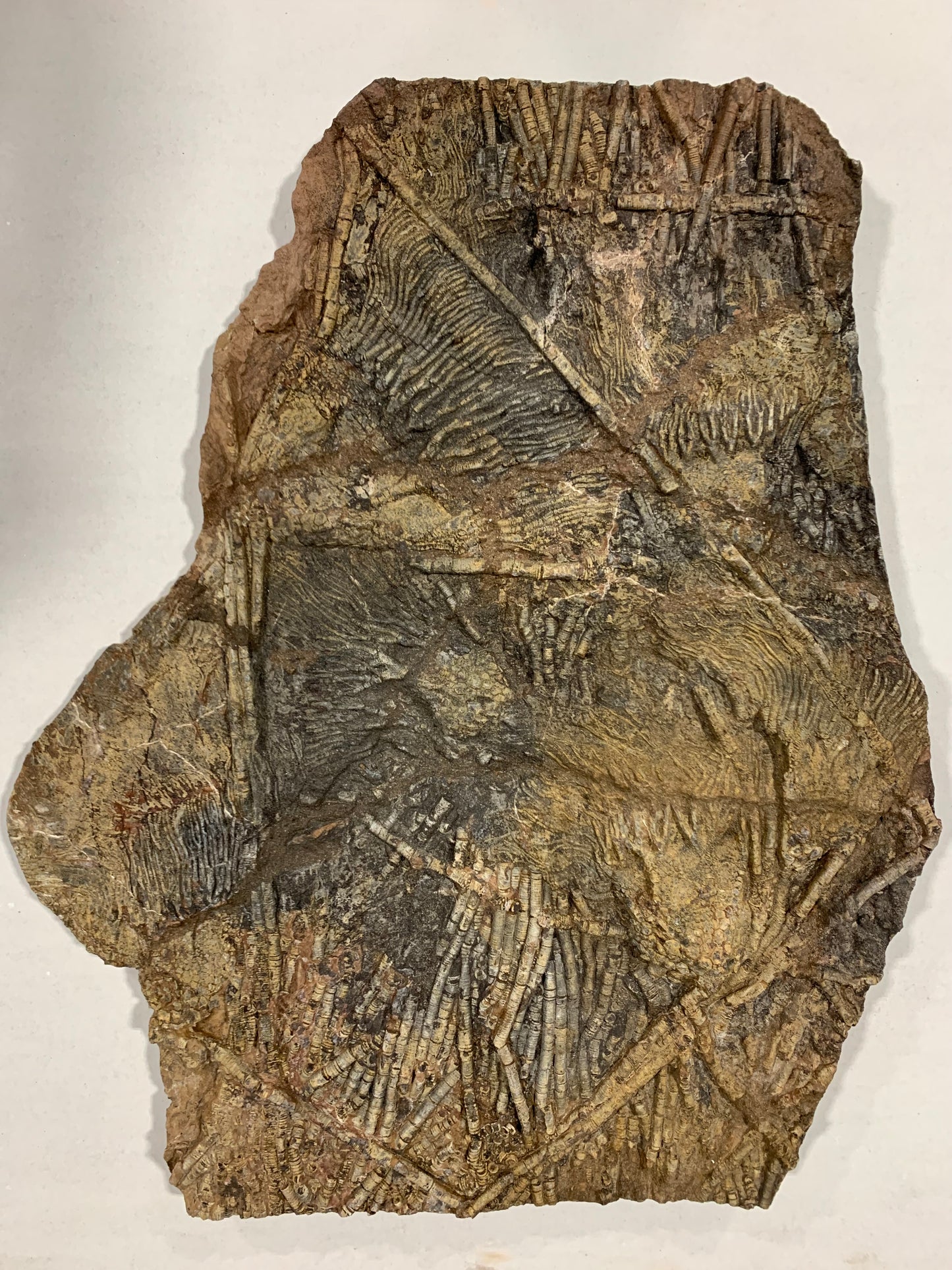 Giant Crinoid Plate