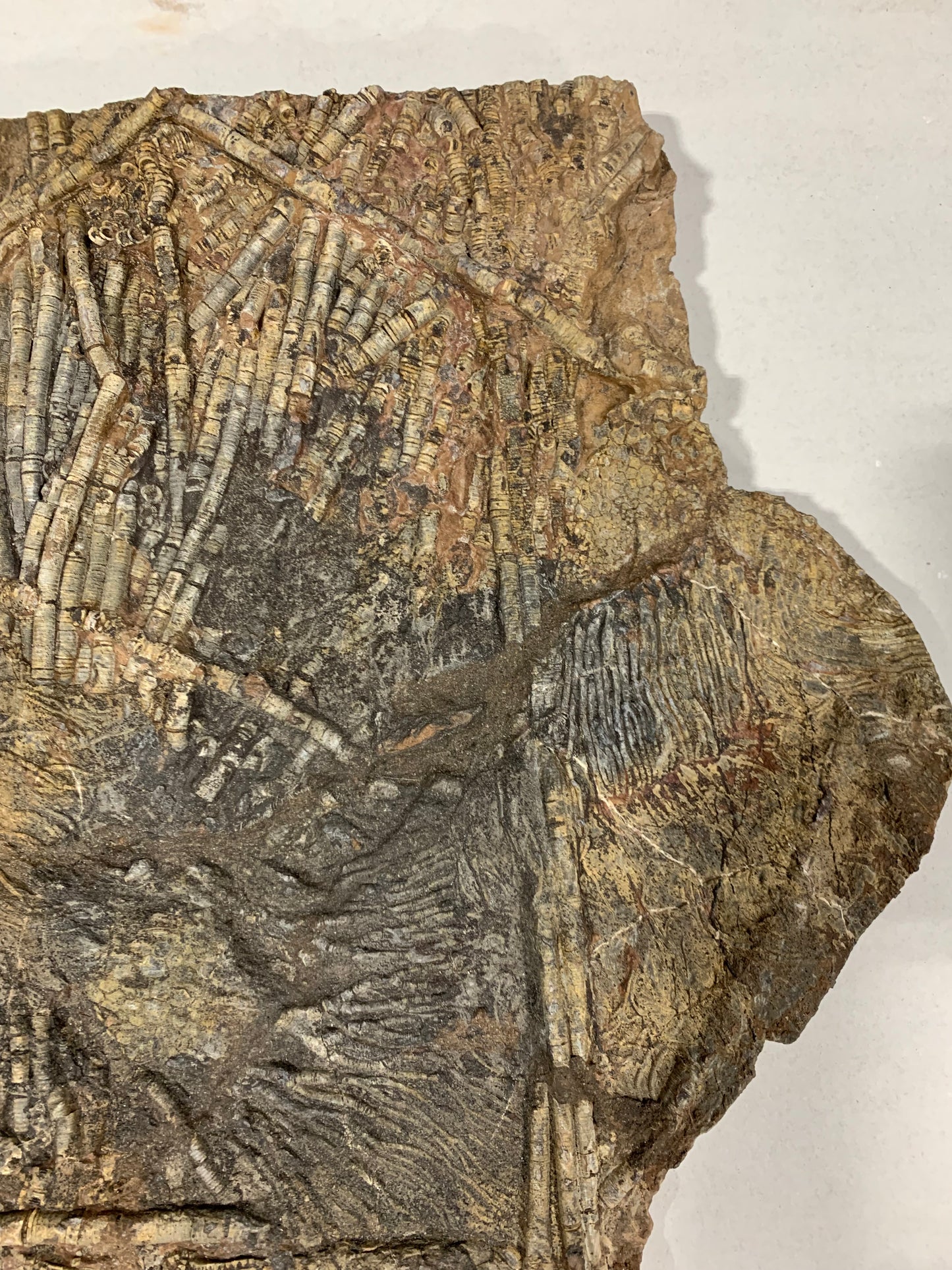 Giant Crinoid Plate