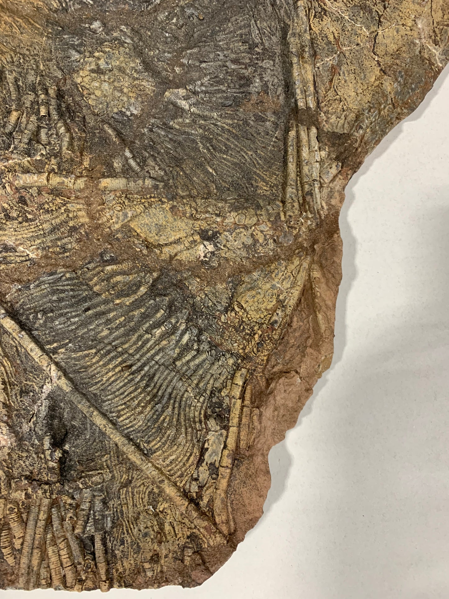 Giant Crinoid Plate